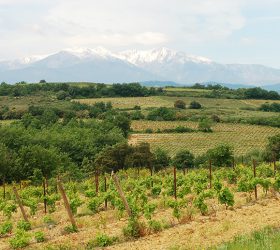 Vue sur le Canigou