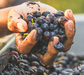 les-vins2025