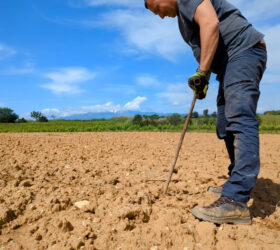 plantation