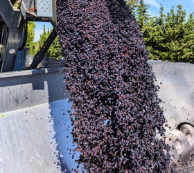 vendanges