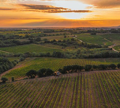 le-vignoble2025